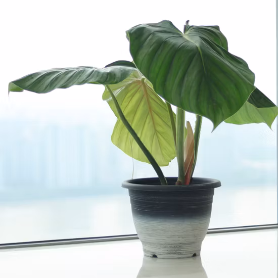 Vasos de flor de vaso de plástico para interior e exterior